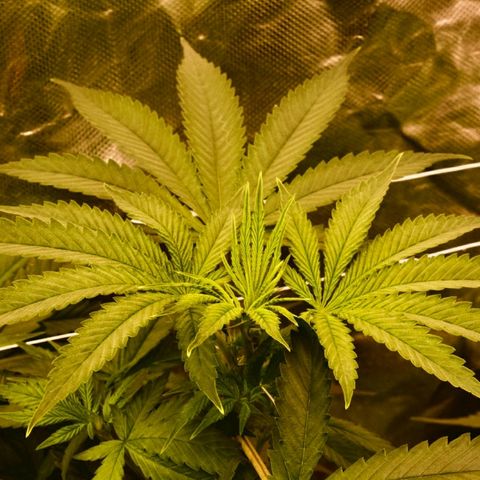 Gorilla Glue  growlog photo: Photoshooting 📸for the Ladys 
