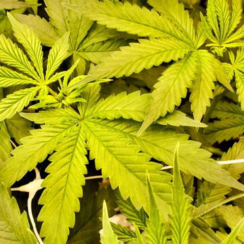 Gorilla Glue  growlog photo: Photoshooting 📸for the Ladys 