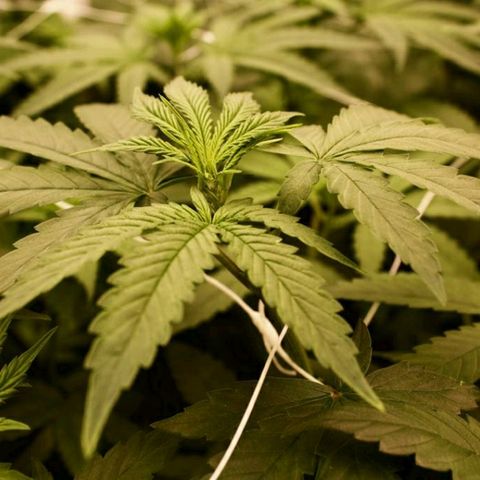 Gorilla Glue  growlog photo: Photoshooting 📸for the Ladys 