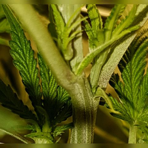 Gorilla Glue  growlog photo: Alle 3 Plants sind Mädels 🎉
