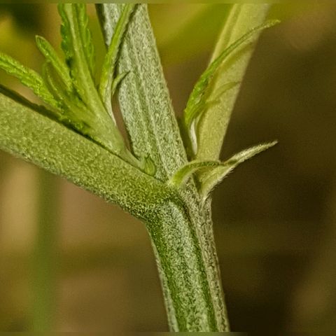 Gorilla Glue  growlog photo: Alle 3 Plants sind Mädels 🎉