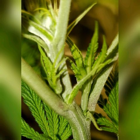 Gorilla Glue  growlog photo: Alle 3 Plants sind Mädels 🎉