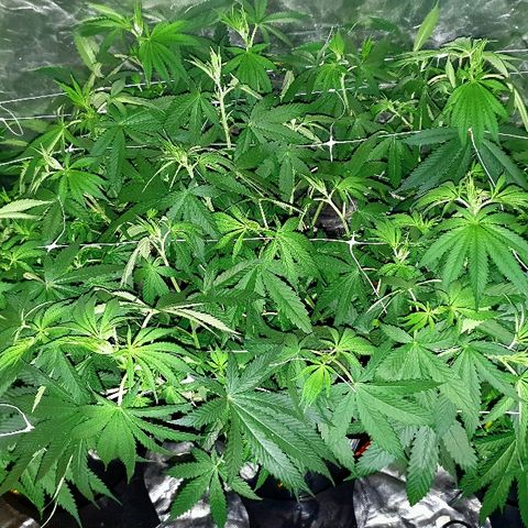 Gorilla Glue  growlog photo: 03:05 Mädels am schlafen 😴 