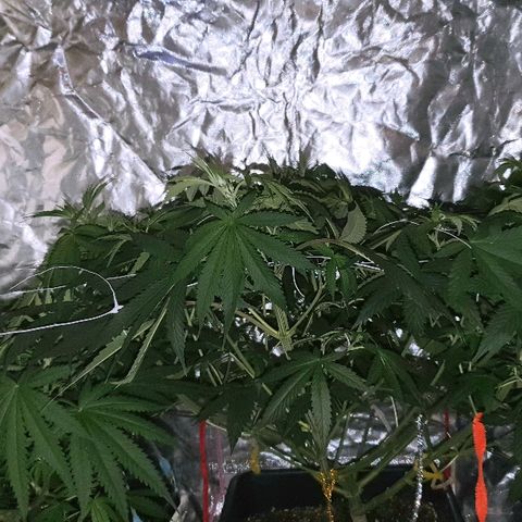 Gorilla Glue  growlog photo: 03:05 Mädels am schlafen 😴 