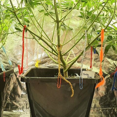 Gorilla Glue  growlog photo: 16:00 Frisch nach der Entlaubung 👌