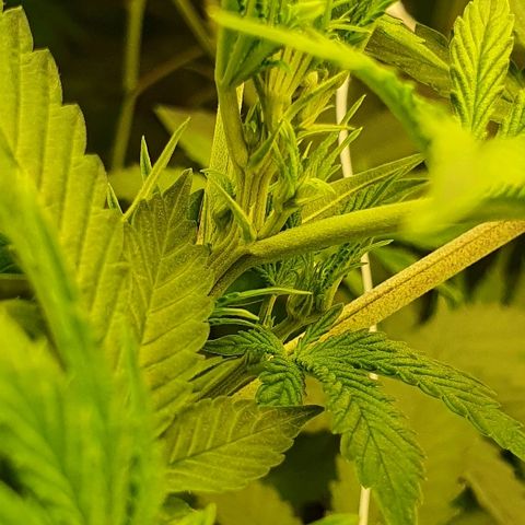 Gorilla Glue  growlog photo: Stempel kommen langsam 