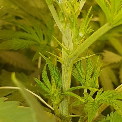 Gorilla Glue  growlog photo: Stempel kommen langsam 