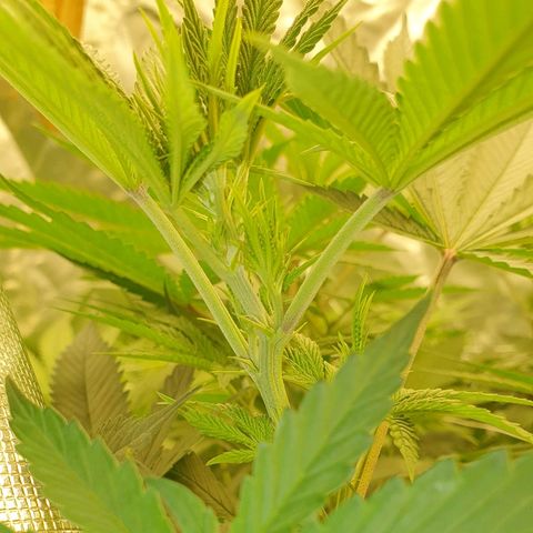 Gorilla Glue  growlog photo: Stretch stretch , Bud Bud . 
