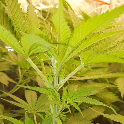 Gorilla Glue  growlog photo: Stretch stretch , Bud Bud . 