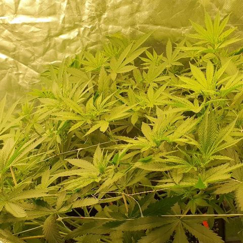 Gorilla Glue  growlog photo: Stretch stretch , Bud Bud . 
