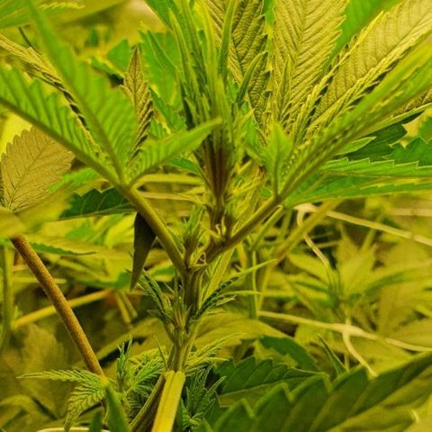 Gorilla Glue  growlog photo: 22:30