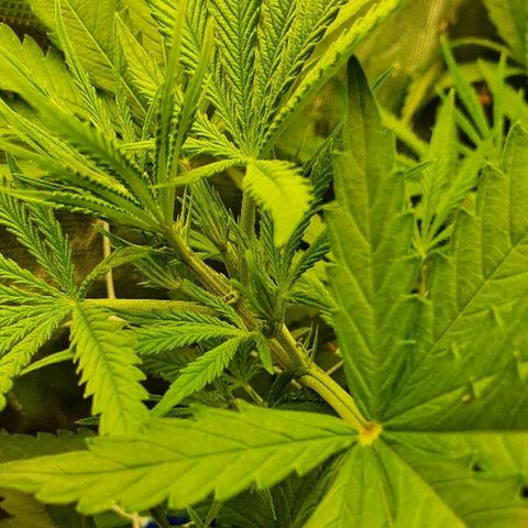 Gorilla Glue  growlog photo: 22:30
