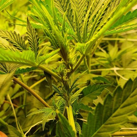 Gorilla Glue  growlog photo: 22:30