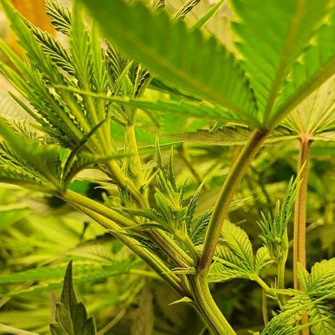 Gorilla Glue  growlog photo: 22:30