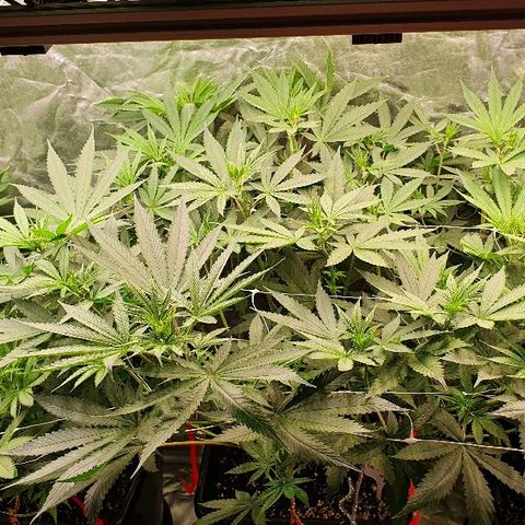 Gorilla Glue  growlog timeline photo