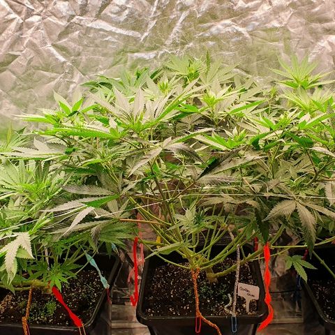 Gorilla Glue  growlog timeline photo