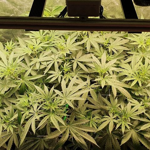 Gorilla Glue  growlog photo: Mädels werden heute Abend die 70 cm Höhe erreichen abzgl. des Topfes. 

Wassertank wurde erneut aufgefüllt.
Hält ca 2 Wochen bei 3 Plants. 
