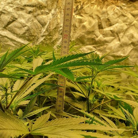 Gorilla Glue  growlog photo: Mädels werden heute Abend die 70 cm Höhe erreichen abzgl. des Topfes. 

Wassertank wurde erneut aufgefüllt.
Hält ca 2 Wochen bei 3 Plants. 
