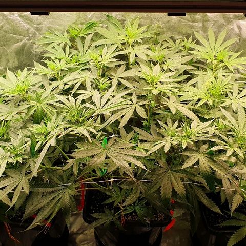 Gorilla Glue  growlog photo: Mädels werden heute Abend die 70 cm Höhe erreichen abzgl. des Topfes. 

Wassertank wurde erneut aufgefüllt.
Hält ca 2 Wochen bei 3 Plants. 
