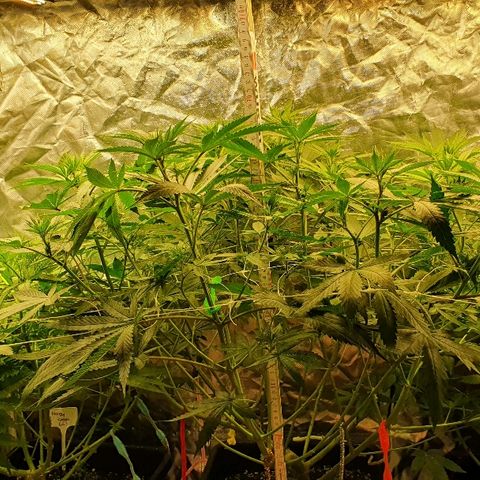 Gorilla Glue  growlog photo: Mädels werden heute Abend die 70 cm Höhe erreichen abzgl. des Topfes. 

Wassertank wurde erneut aufgefüllt.
Hält ca 2 Wochen bei 3 Plants. 
