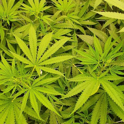 Gorilla Glue  growlog photo: 22:30 Status green green greeeeen 
