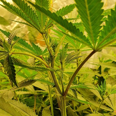 Gorilla Glue  growlog photo: 22:30 Status green green greeeeen 