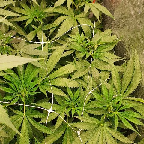 Gorilla Glue  growlog photo: 22:30 Status green green greeeeen 