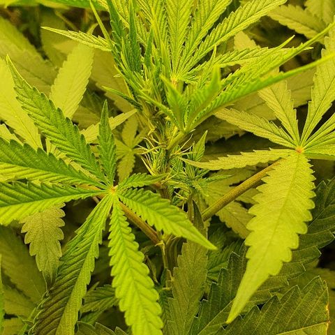 Gorilla Glue  growlog photo: 22:30 Status green green greeeeen 
