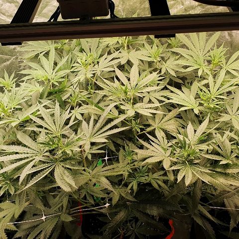 Gorilla Glue  growlog photo: 22:30 Status green green greeeeen 