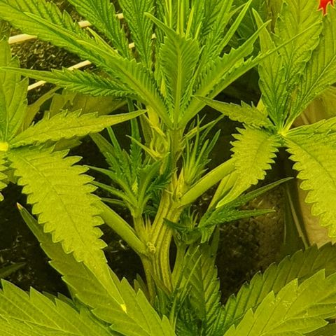 Gorilla Glue  growlog photo: 22:30 Status green green greeeeen 