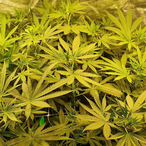 Gorilla Glue  growlog photo: 22:30 Status green green greeeeen 