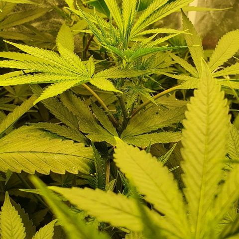 Gorilla Glue  growlog photo: 22:30 Status green green greeeeen 