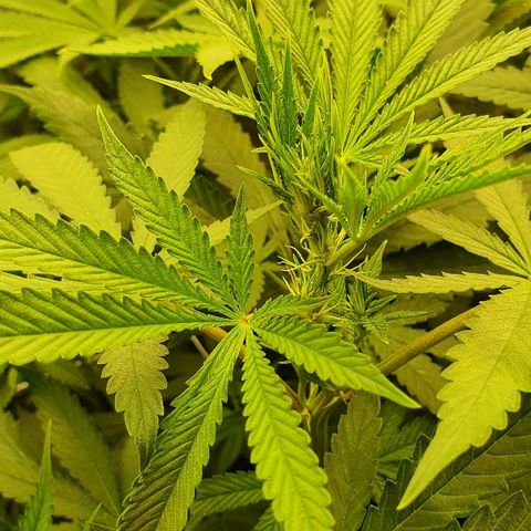 Gorilla Glue  growlog photo: 22:30 Status green green greeeeen 