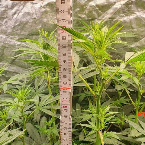 Gorilla Glue  growlog photo: Lollipopping 