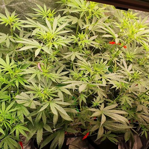 Gorilla Glue  growlog photo: Lollipopping 