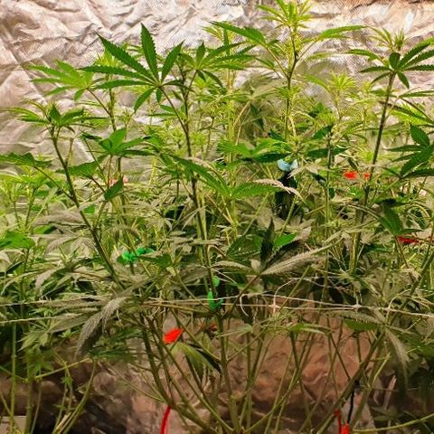 Gorilla Glue  growlog photo: Lollipopping 