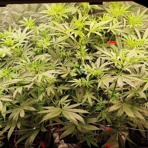 Gorilla Glue  growlog photo: Lollipopping 