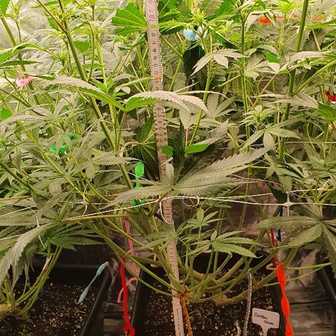 Gorilla Glue  growlog photo: Lollipopping 