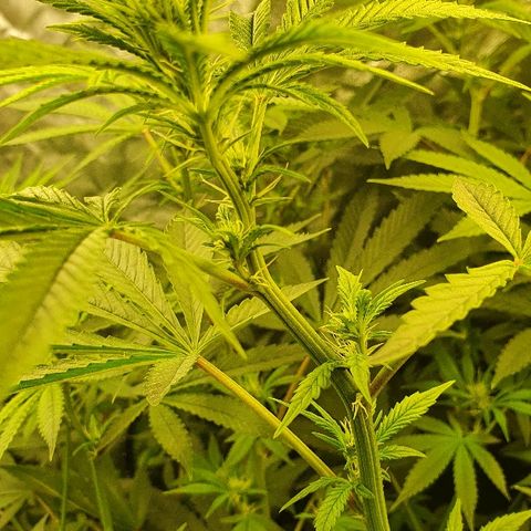 Gorilla Glue  growlog timeline photo