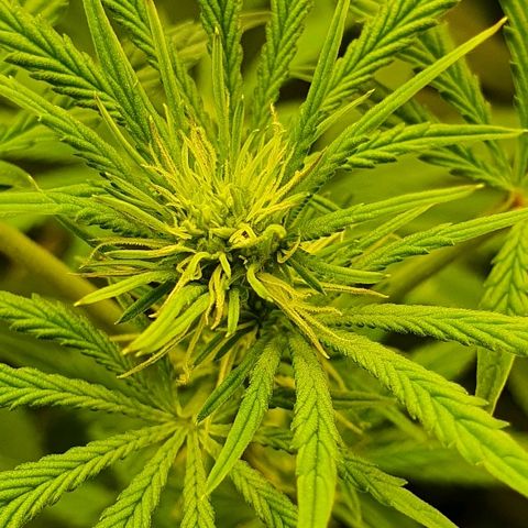 Gorilla Glue  growlog timeline photo