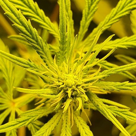 Gorilla Glue  growlog timeline photo