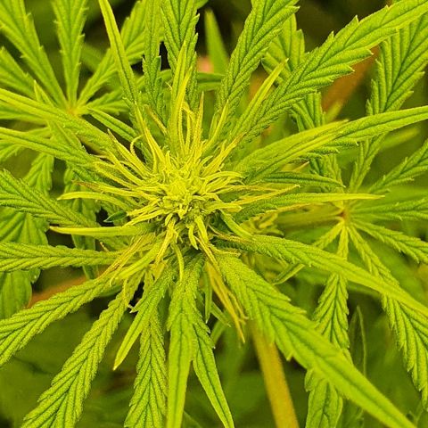 Gorilla Glue  growlog timeline photo