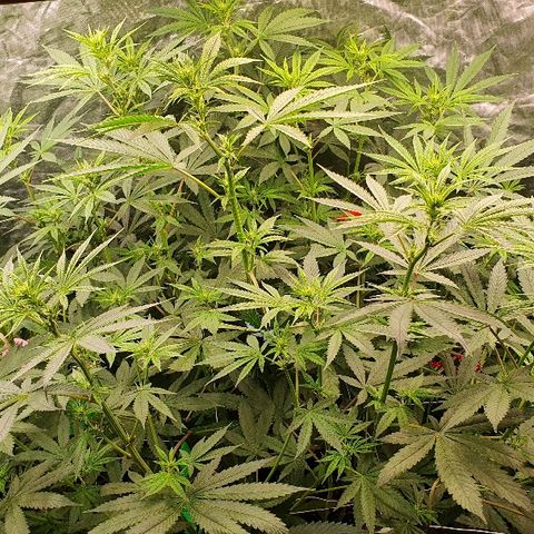 Gorilla Glue  growlog timeline photo