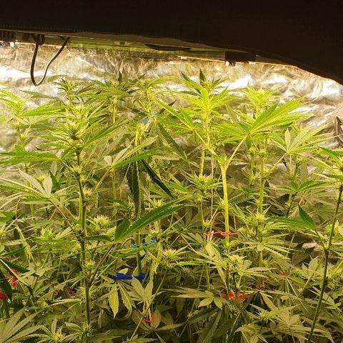 Gorilla Glue  growlog photo: LST da gorilla so pusht und ohne LST an den lampen vorbei wächst

Viele blätter geschnitten aber auch sehr viele einzeln runter gebunden.

Buds werden größer 