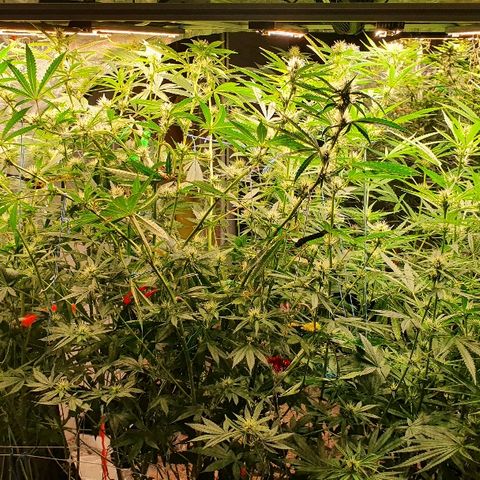 Gorilla Glue  growlog photo: Mal das ganze zelt aufgemacht 

Und das erste Bild von oben nur eine plant