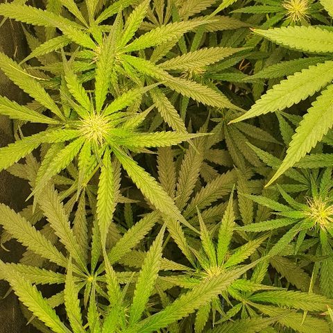 Gorilla Glue  growlog photo: Mal das ganze zelt aufgemacht 

Und das erste Bild von oben nur eine plant