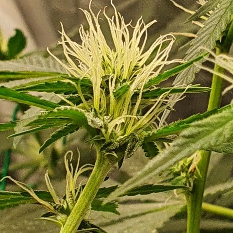 Gorilla Glue  growlog photo: Getting big