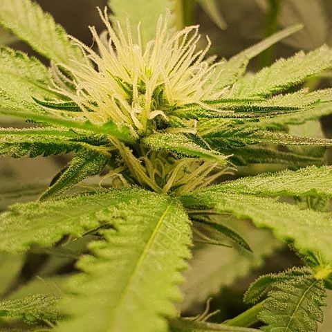 Gorilla Glue  growlog photo: Getting big