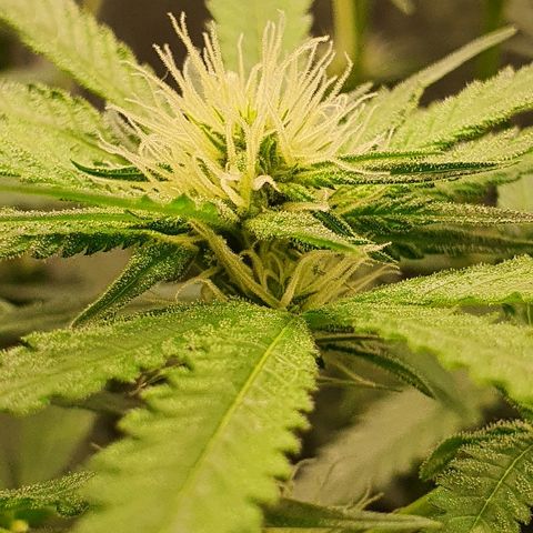 Gorilla Glue  growlog photo: Getting big