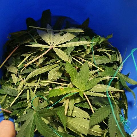 Gorilla Glue  growlog photo: Defoliation at it finest. 3 Std mit abbinden erstes Bild von oben. Äste gerichtet für airflow. 4 Woche blüte 
